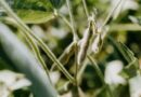 China's US Soybean Buying Streak Pushes Toward 15 Million Tonnes