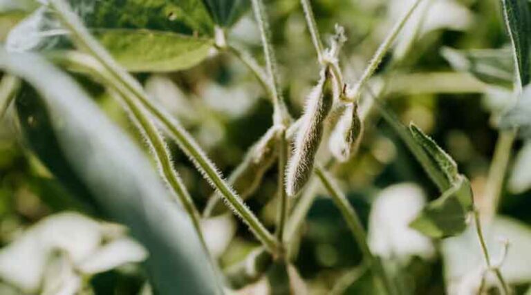 China's US Soybean Buying Streak Pushes Toward 15 Million Tonnes