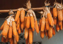 Chinese Study Maps the Molecular Playbook Behind Drought-Tolerant Maize