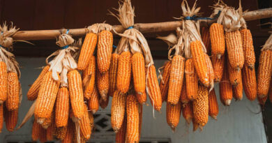 Chinese Study Maps the Molecular Playbook Behind Drought-Tolerant Maize