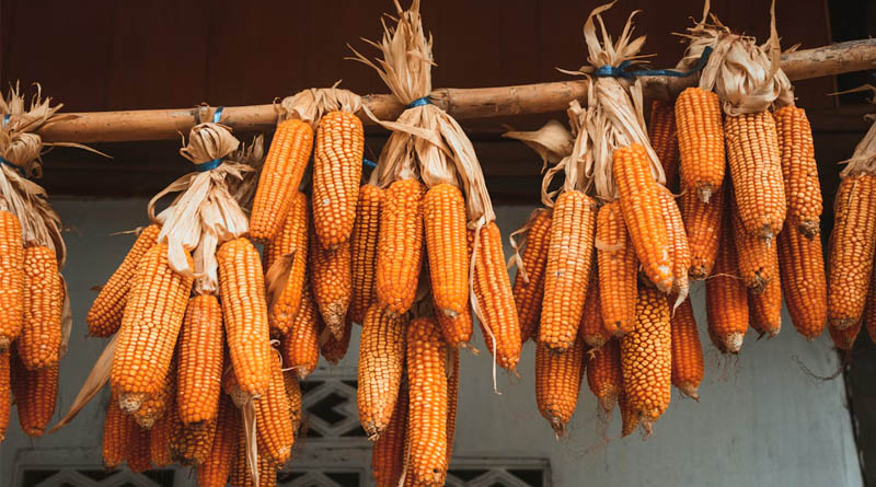 Chinese Study Maps the Molecular Playbook Behind Drought-Tolerant Maize