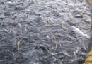 Class of Consumers Sues Hannaford & Parent Company Over Deceptive Marketing of “Sustainable” Salmon