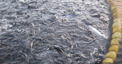 Class of Consumers Sues Hannaford & Parent Company Over Deceptive Marketing of “Sustainable” Salmon