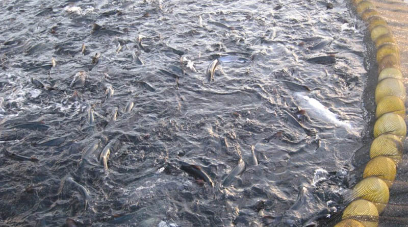 Class of Consumers Sues Hannaford & Parent Company Over Deceptive Marketing of “Sustainable” Salmon