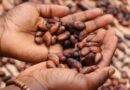 Cocoa Price Gap Between Ivory Coast and Ghana Widens Sharply for New Season