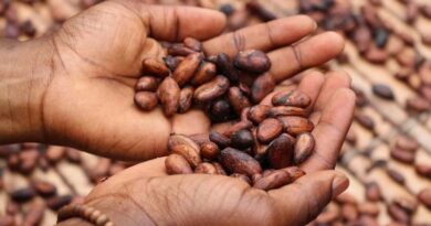 Cocoa Price Gap Between Ivory Coast and Ghana Widens Sharply for New Season