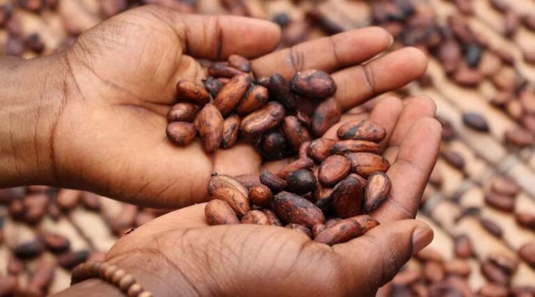 Cocoa Price Gap Between Ivory Coast and Ghana Widens Sharply for New Season