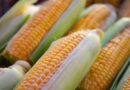 Combined Heat and Drought Stress Hits Corn Harder Than Either Alone, Study Finds
