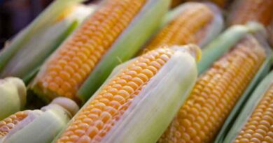 Combined Heat and Drought Stress Hits Corn Harder Than Either Alone, Study Finds