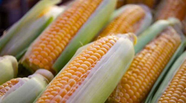 Combined Heat and Drought Stress Hits Corn Harder Than Either Alone, Study Finds