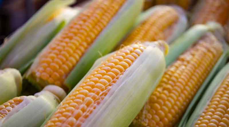 Combined Heat and Drought Stress Hits Corn Harder Than Either Alone, Study Finds