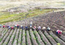 Crop Diversity The Foundation Of Food Security