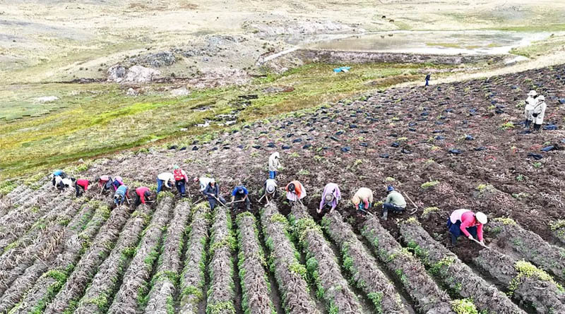 Crop Diversity The Foundation Of Food Security