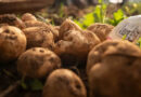 Crop Trust and International Potato Centre Expand Potato Work in East Africa