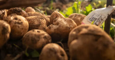 Crop Trust and International Potato Centre Expand Potato Work in East Africa
