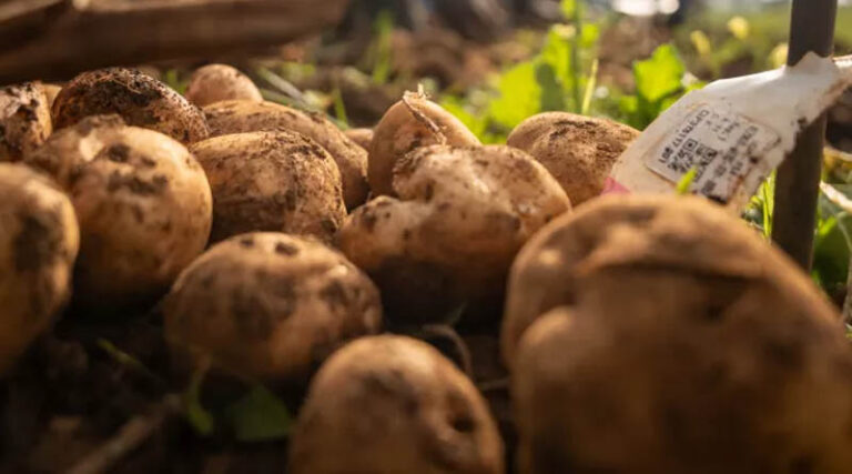 Crop Trust and International Potato Centre Expand Potato Work in East Africa