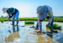 EFFECT Project Reaches Mindanao To Support Wider Adoption Of Agricultural Technologies