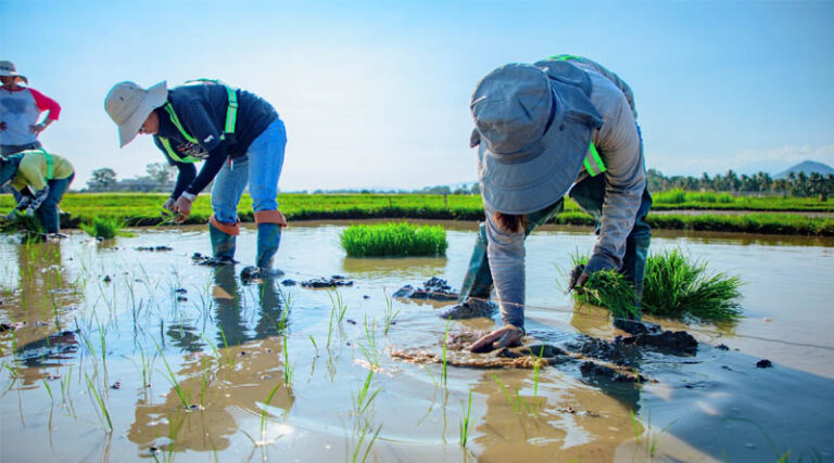 EFFECT Project Reaches Mindanao To Support Wider Adoption Of Agricultural Technologies