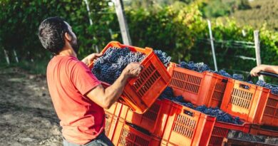 EU Council Rejects Unlimited Pesticide Approvals, Agrees 15-Year Cap for Most Active Substances