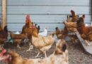 EU Halts Poultry Imports From Six Zones in Canada, the UK and the US