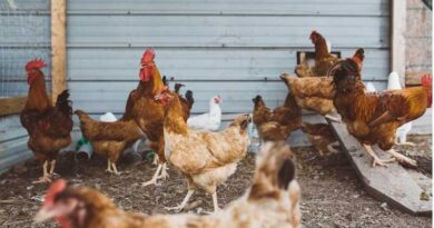 EU Halts Poultry Imports From Six Zones in Canada, the UK and the US EU Halts Poultry Imports From Six Zones in Canada, the UK and the US
