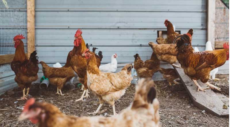 EU Halts Poultry Imports From Six Zones in Canada, the UK and the US