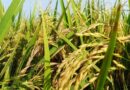 EU Revises Maximum Residue Limits for Six Pesticides Including Deltamethrin and Prothioconazole