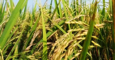 EU Revises Maximum Residue Limits for Six Pesticides Including Deltamethrin and Prothioconazole EU Revises Maximum Residue Limits for Six Pesticides Including Deltamethrin and Prothioconazole