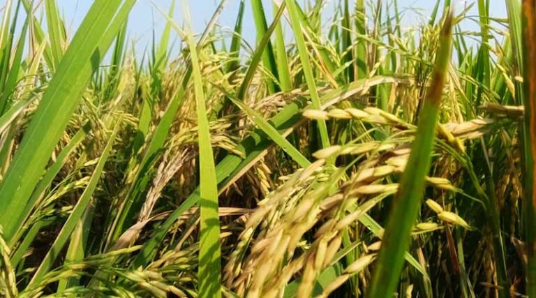 EU Revises Maximum Residue Limits for Six Pesticides Including Deltamethrin and Prothioconazole