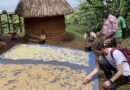 East Africa Braces for Poor Harvests After One of Its Driest Rainy Seasons on Record