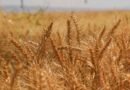 FAO Food Price Index Rises In September Amid Weather Concerns And Transport Disruptions