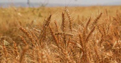 FAO Food Price Index Rises In September Amid Weather Concerns And Transport Disruptions
