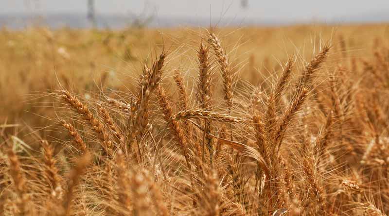 FAO Food Price Index Rises In September Amid Weather Concerns And Transport Disruptions