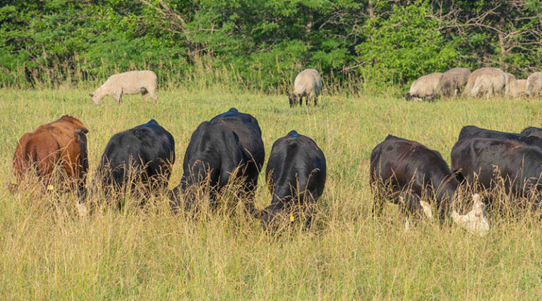 Fall Pasture Evaluations Can Help Producers Prepare For The Next Grazing Season