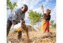 From Innovations To Impact Cgiar Scaling Fund Selects Eight Promising Innovations