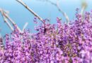 Gene-Edited Alfalfa Study Finds Drought Switch With No Yield Cost