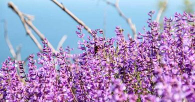 Gene-Edited Alfalfa Study Finds Drought Switch With No Yield Cost