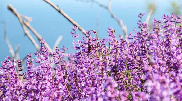 Gene-Edited Alfalfa Study Finds Drought Switch With No Yield Cost