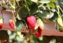 Gene-Edited Strawberries From Simplot Clear UK Regulatory Hurdle