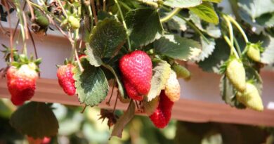 Gene-Edited Strawberries From Simplot Clear UK Regulatory Hurdle