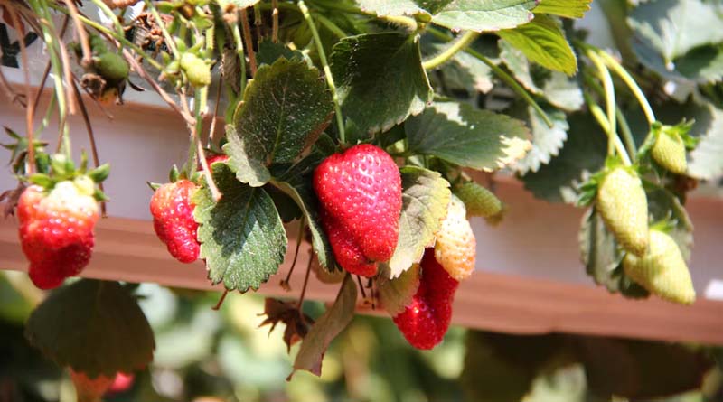 Gene-Edited Strawberries From Simplot Clear UK Regulatory Hurdle