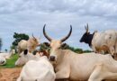 Getting Ahead of El Niño Turning Early Warnings Into Action Across The Horn Of Africa
