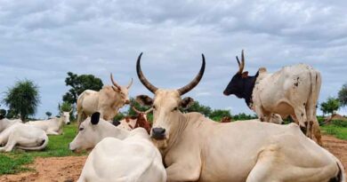 Getting Ahead of El Niño: Turning Early Warnings Into Action Across The Horn Of Africa Getting Ahead of El Niño Turning Early Warnings Into Action Across The Horn Of Africa