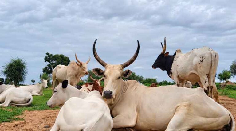 Getting Ahead of El Niño Turning Early Warnings Into Action Across The Horn Of Africa