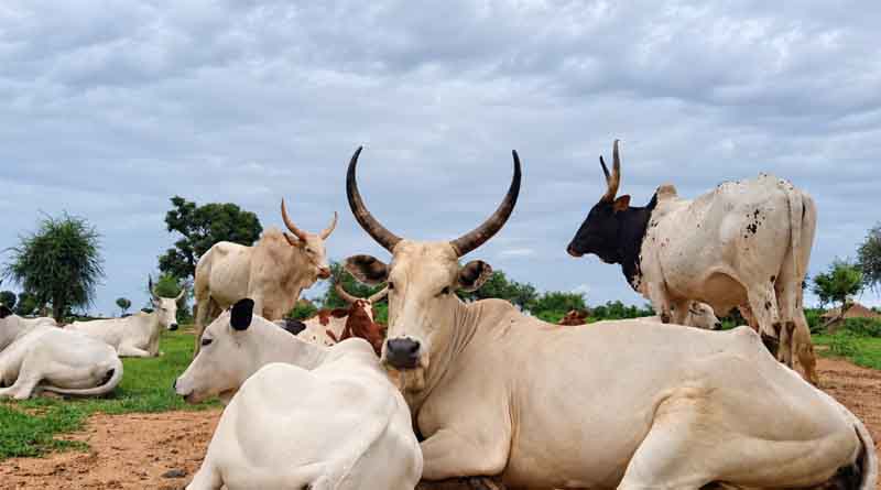 Getting Ahead of El Niño Turning Early Warnings Into Action Across The Horn Of Africa