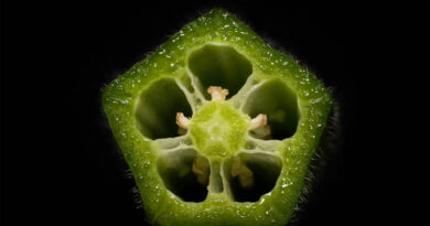 Ghana Study Maps Okra Genetic Diversity to Speed Up Breeding