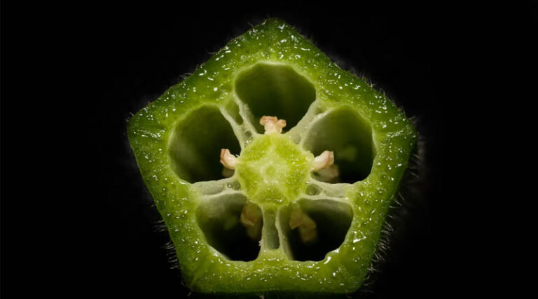 Ghana Study Maps Okra Genetic Diversity to Speed Up Breeding