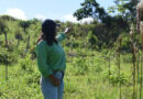 Growing Cocoa Without Clearing Forests Building the Conditions for Agroforestry in Côte d’Ivoire and Guinea