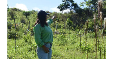 Growing Cocoa Without Clearing Forests Building the Conditions for Agroforestry in Côte d’Ivoire and Guinea