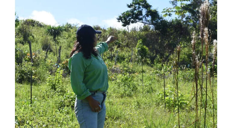 Growing Cocoa Without Clearing Forests Building the Conditions for Agroforestry in Côte d’Ivoire and Guinea